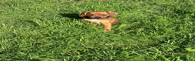 Mixed Breed 2