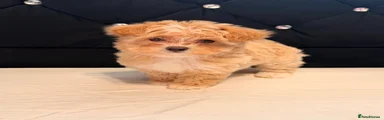 Maltipoo 5