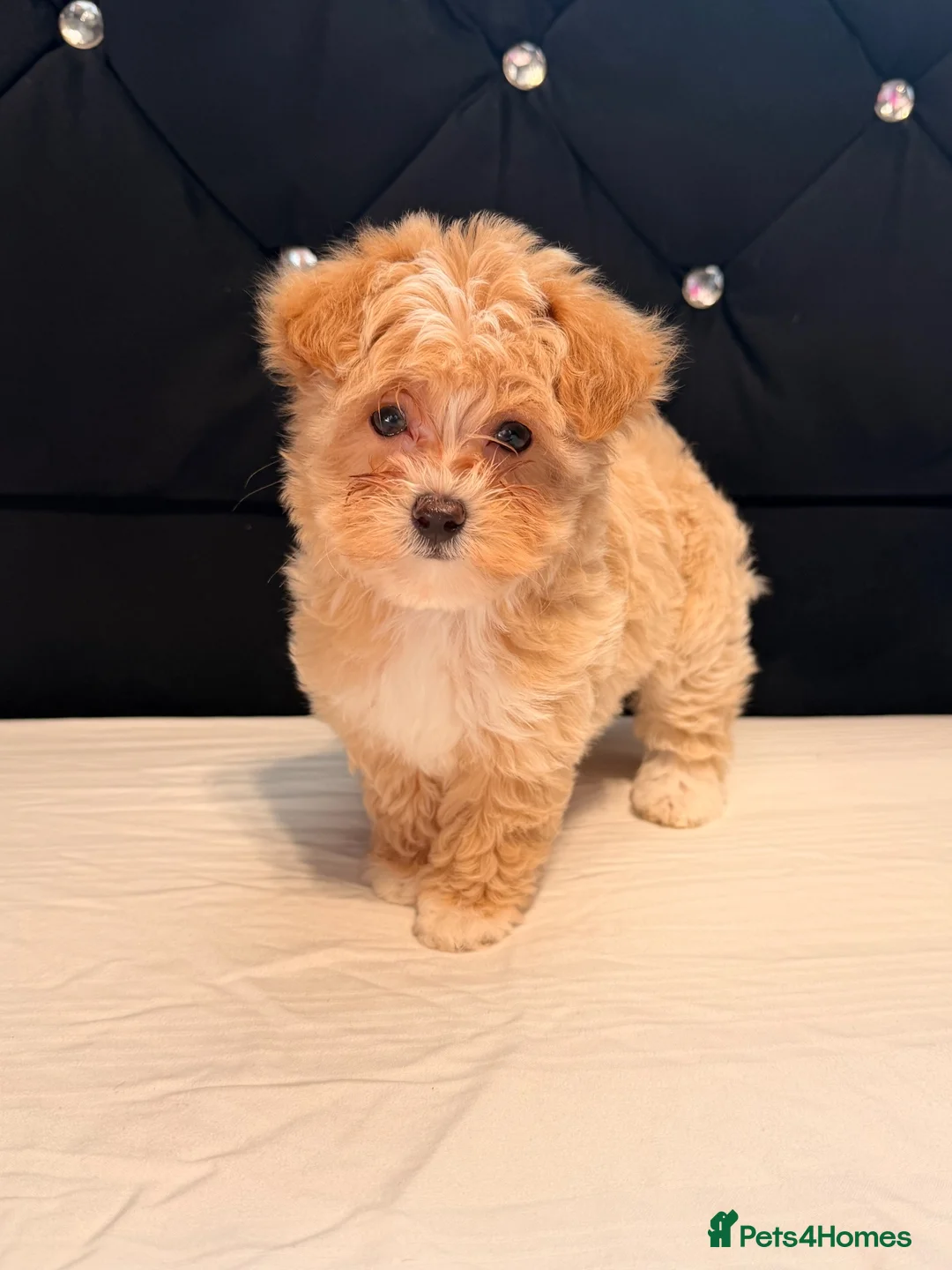 Maltipoo dogs for sale: Little Maltipoo F1 puppies❤️ - Advert 23