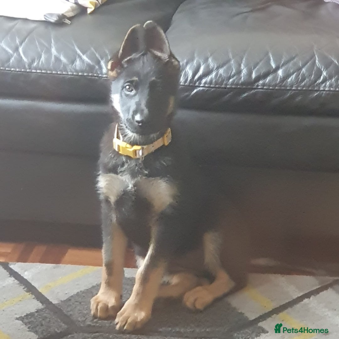 German Shorthaired Pointer dogs for sale: Working line straight back short coat gsd - Image 1