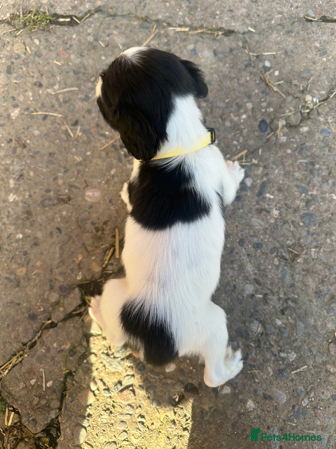 English Springer Spaniel dogs for sale: KC Springer spaniel puppies  - Advert 6