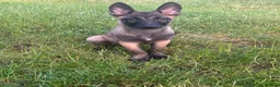 Belgian Shepherd Dog dogs for sale: Belgian malinois - Advert 7