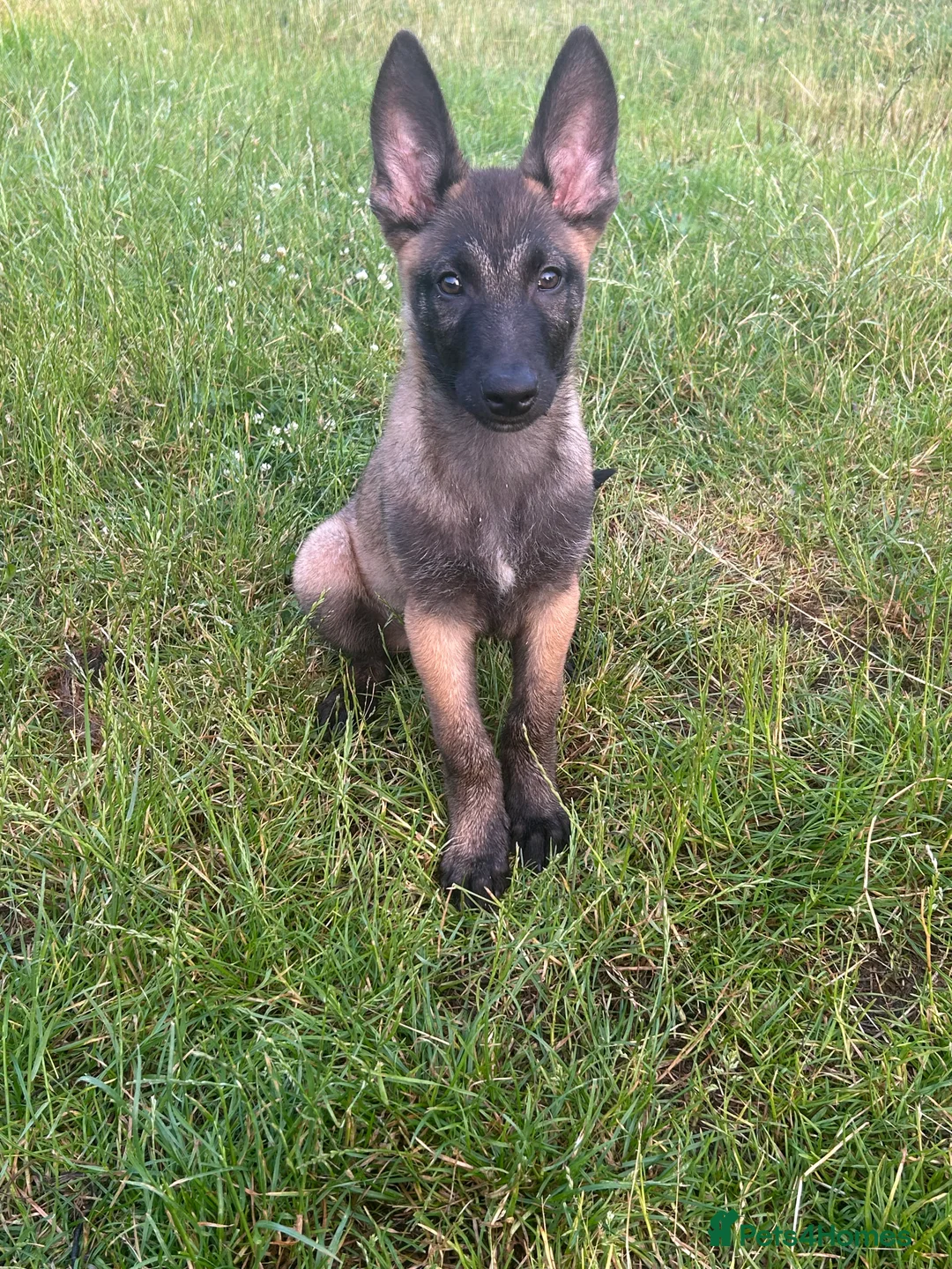 Belgian Shepherd Dog dogs for sale: Belgian malinois - Advert 7