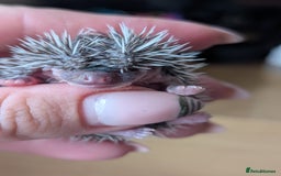 Pygmy Hedgehog rodents for sale: Gorgeous APH hedgehogs  - Image 7
