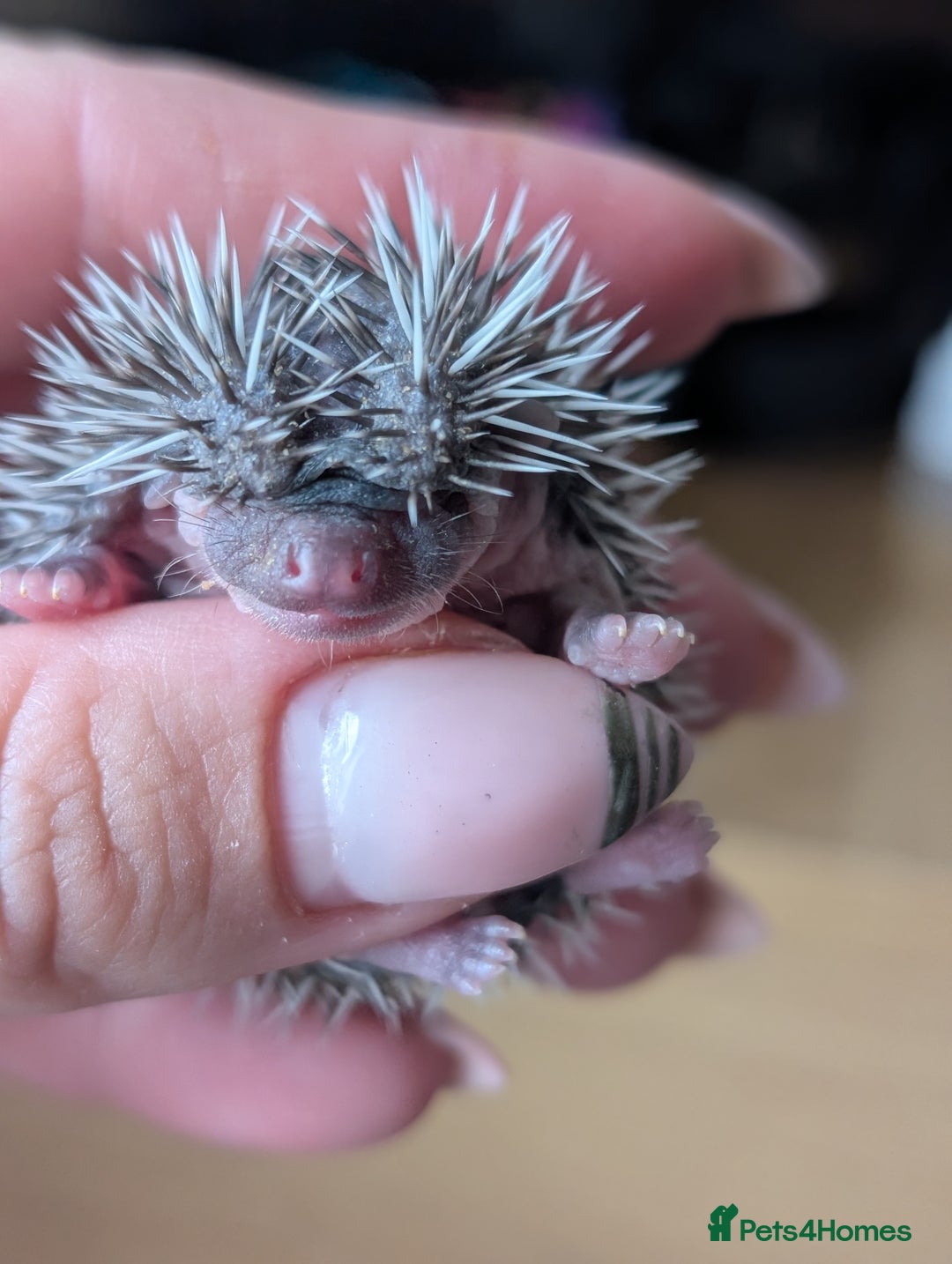 Pygmy Hedgehog rodents for sale: Gorgeous APH hedgehogs  - Image 7