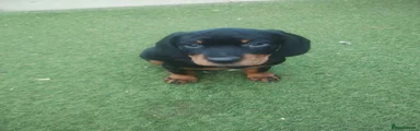 Cockerdor 2