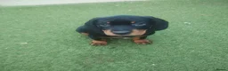 Cockerdor dogs for sale: Stunning, Healthy Puppies, Ready Now. - Advert 7