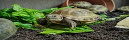 Tortoise reptiles for sale: Baby Horsfield Tortoises and Set Ups! - Advert 4