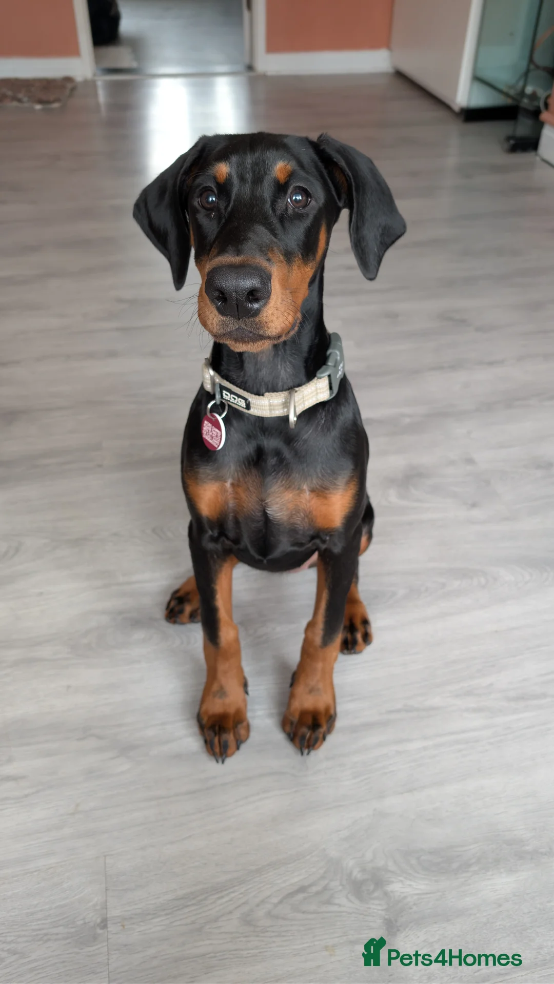 Dobermann dogs for sale: Amazing Doberman Girl 20 week old  in Skelmersdale - Advert 2