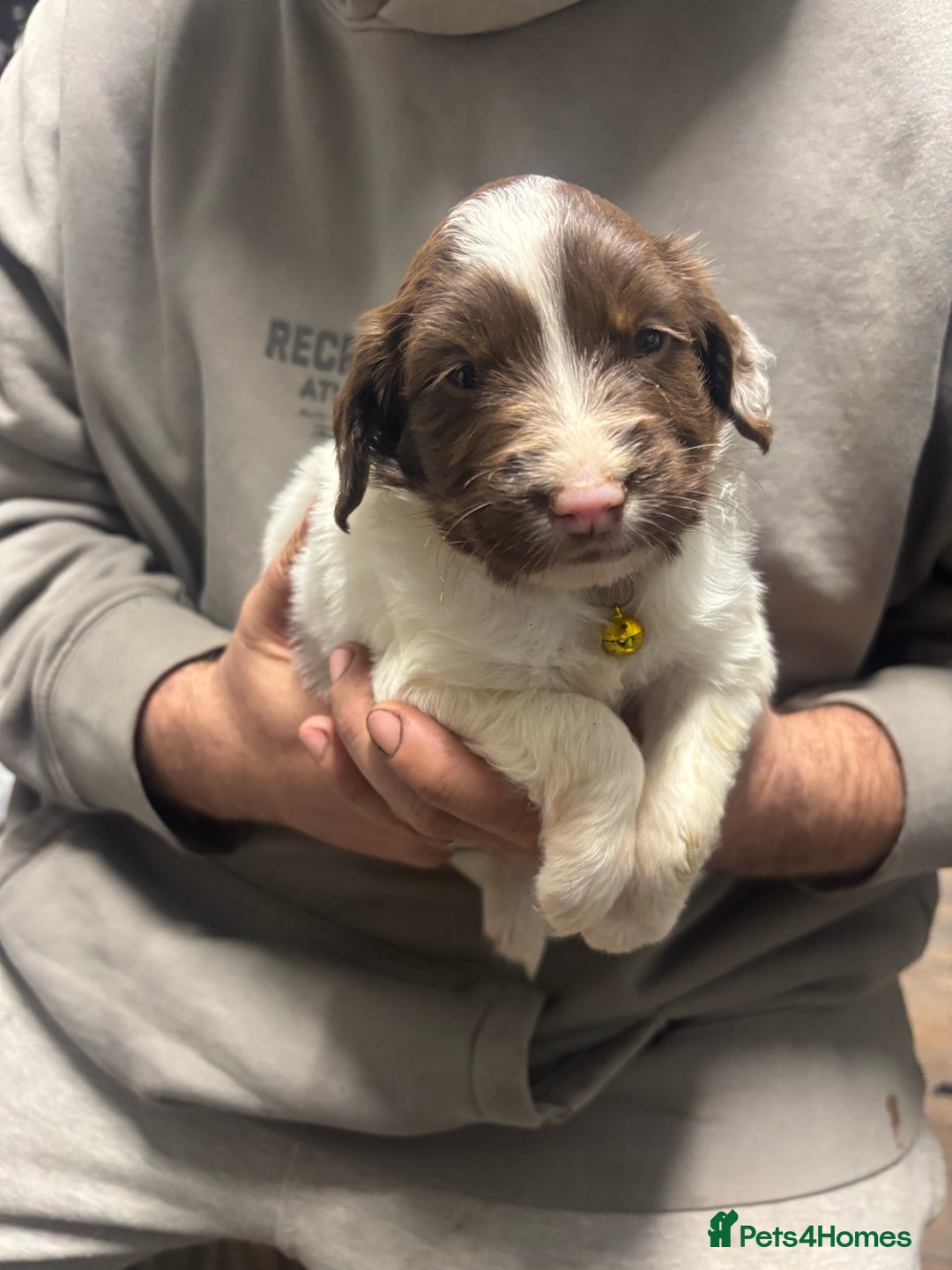 Mixed Breed dogs for sale: Spaniel puppies - Advert 4