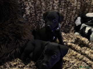 Patterdale Terrier dogs Patterdale Terrier Puppies - Advert 3