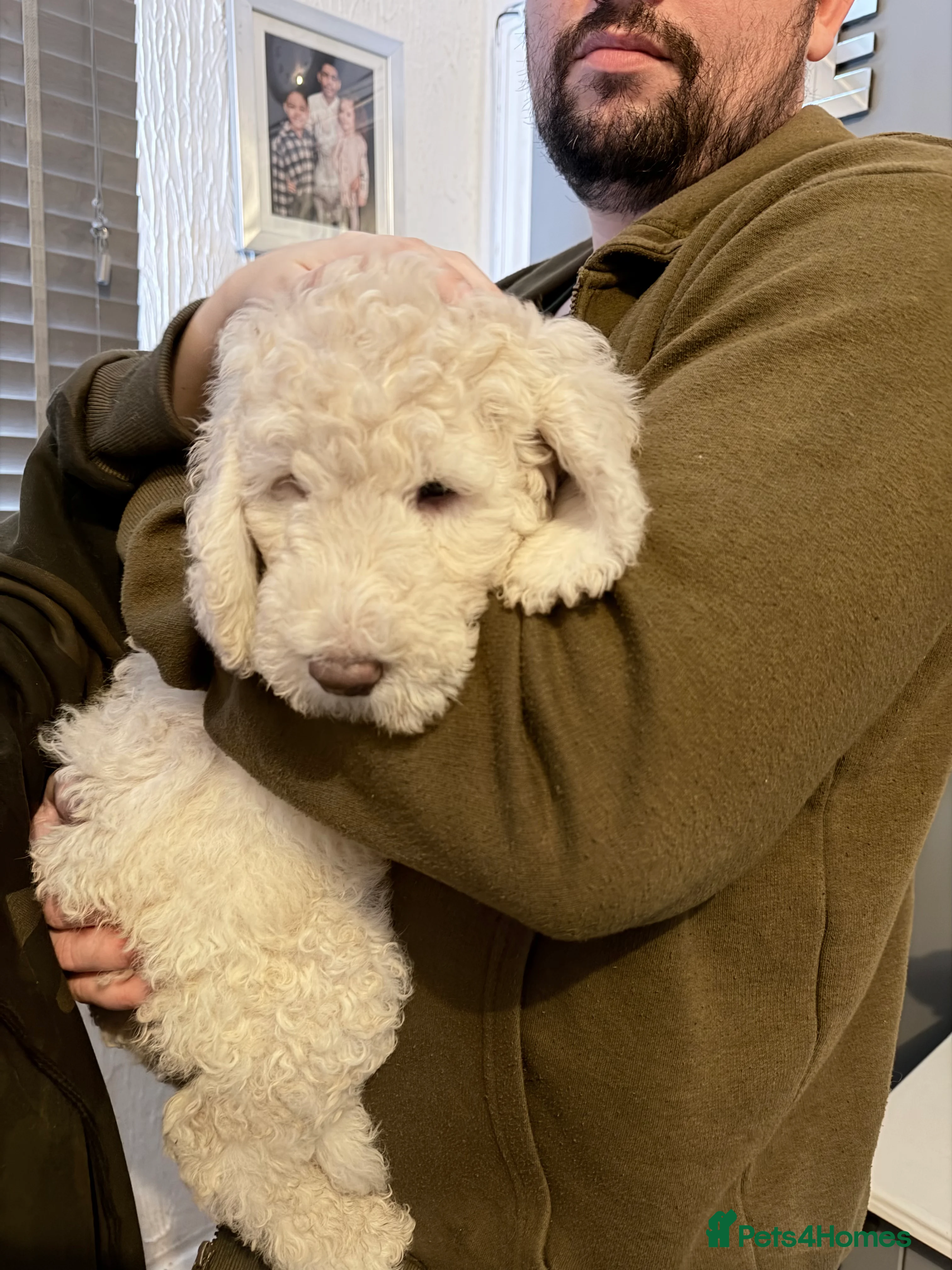 Australian Labradoodle dogs Labradoodle  - Advert 2