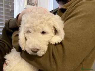 Australian Labradoodle dogs Labradoodle - Advert 2