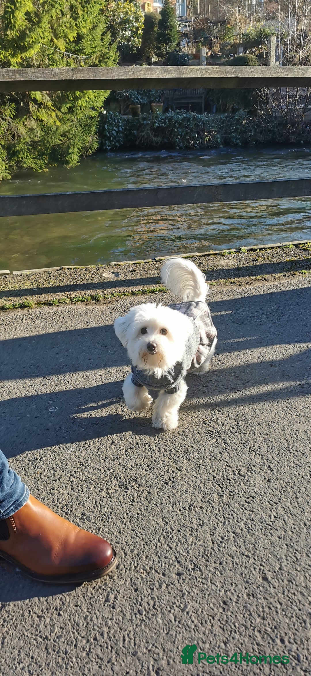Mixed Breed dogs for sale: Female Maltipoo X Bichon Frise 2 years Old  - Advert 1