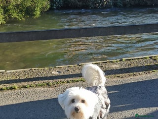 Mixed Breed dogs Female Maltipoo X Bichon Frise 2 years Old - Advert 2