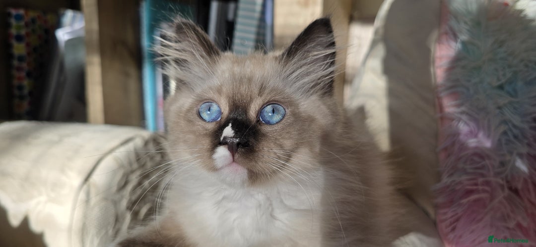 Siberian cats for sale: Litter "W" Neva Masquerade - Image 18