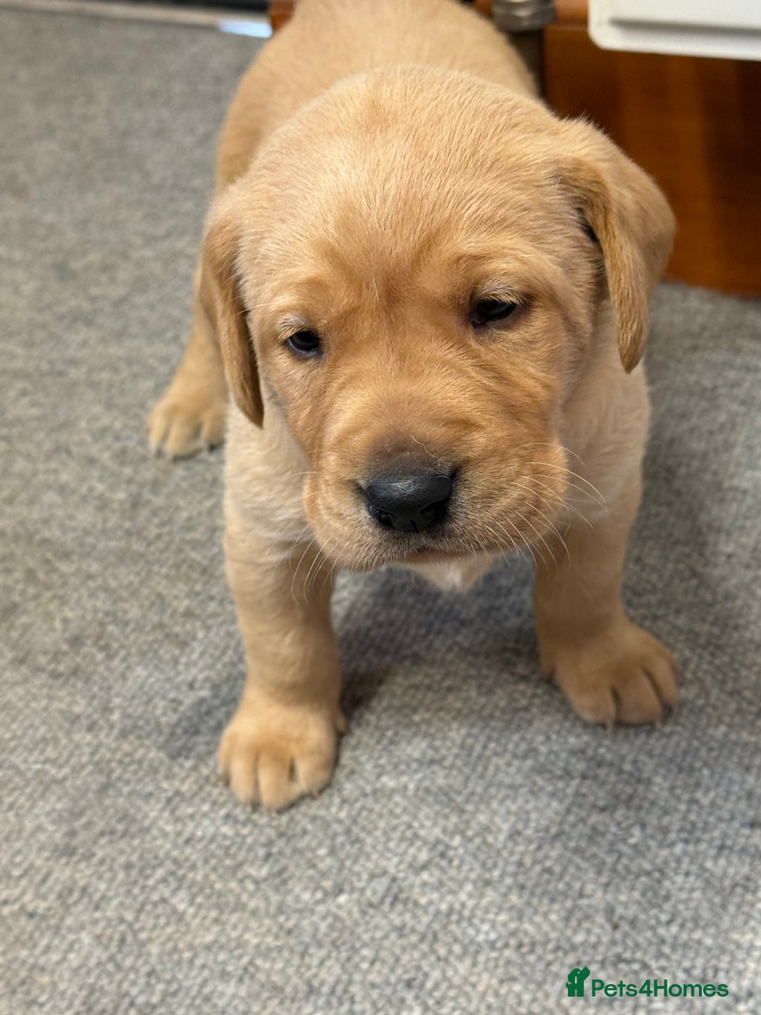 Labrador Retriever dogs for sale: KC registered lab pups - Image 8