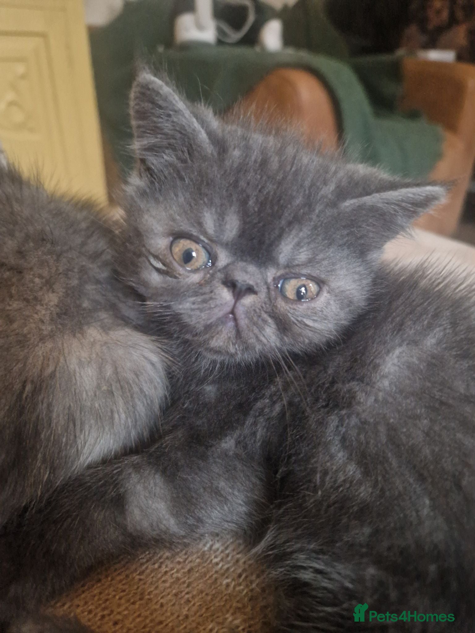 Persian cats Beautiful Persian exotics  - Advert 6