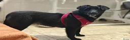 Mixed Breed dogs for adoption: ❤️🐶 YUKI & FIFI – TWO HEARTS, ONE LITTLE TEAM in Burton-on-Trent - Advert 7