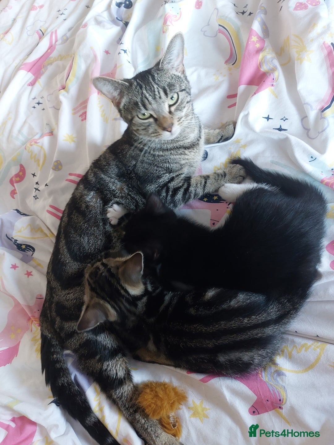 Mixed Breed cats for sale: Kittens for sale - Advert 3