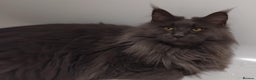 Maine Coon cats for sale: Maine Coons Kittens For Sale  - Advert 11