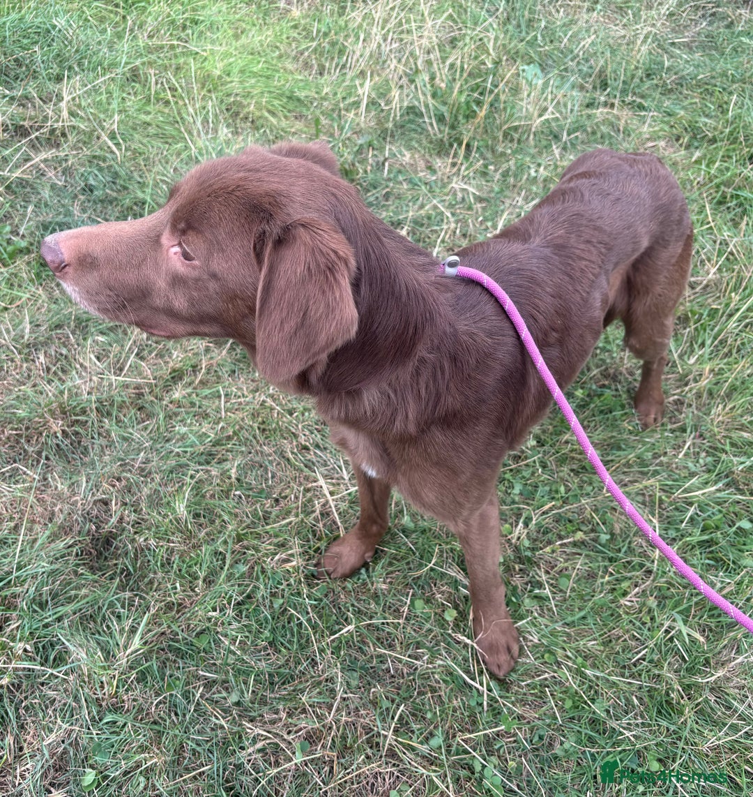 Mixed Breed dogs for adoption: Max * Labrador x Sprollie *240781 - Image 4