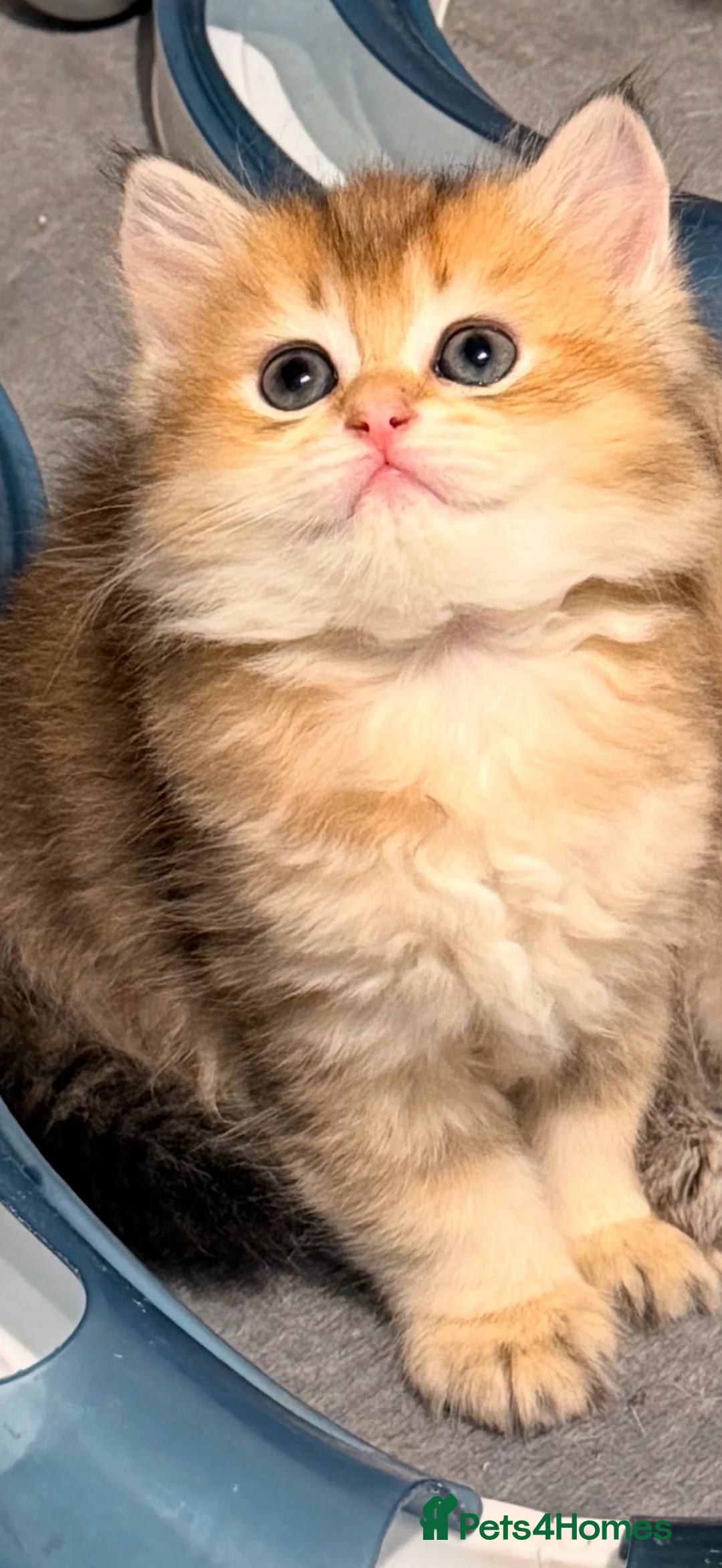 Scottish Fold cats for sale: purebred Scottish kittens - Advert 2