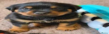 Rottweiler 10