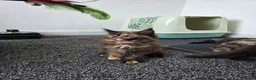 Maine Coon cats for sale: Maine coon pedigree kittens  - Advert 7