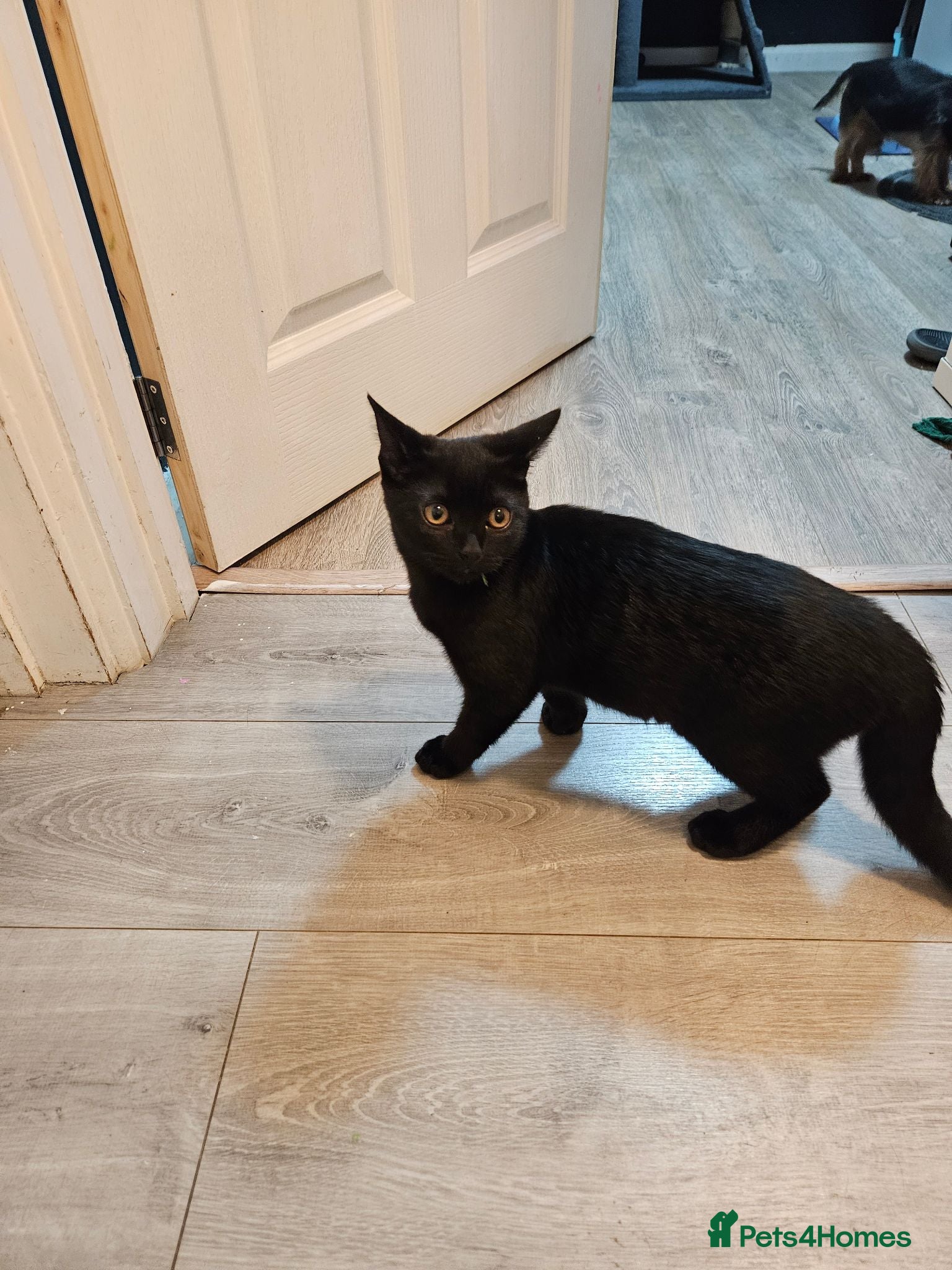 Mixed Breed cats British shorthair mixed  - Advert 1