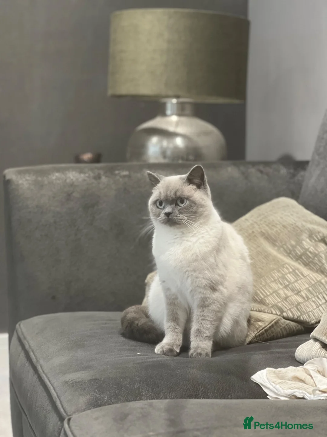 British Shorthair cats for sale: GCCF Colour pointed British shorthair   - Advert 10