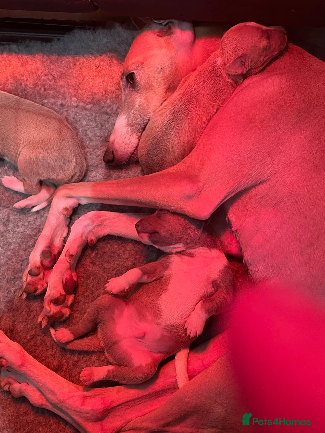 Mixed Breed dogs for sale: Gorgeous 3/4 ITALIAN GREYHOUND pups - Advert 24