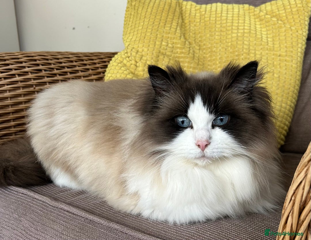 Ragdoll cats for sale: Seal bi colour - Image 2