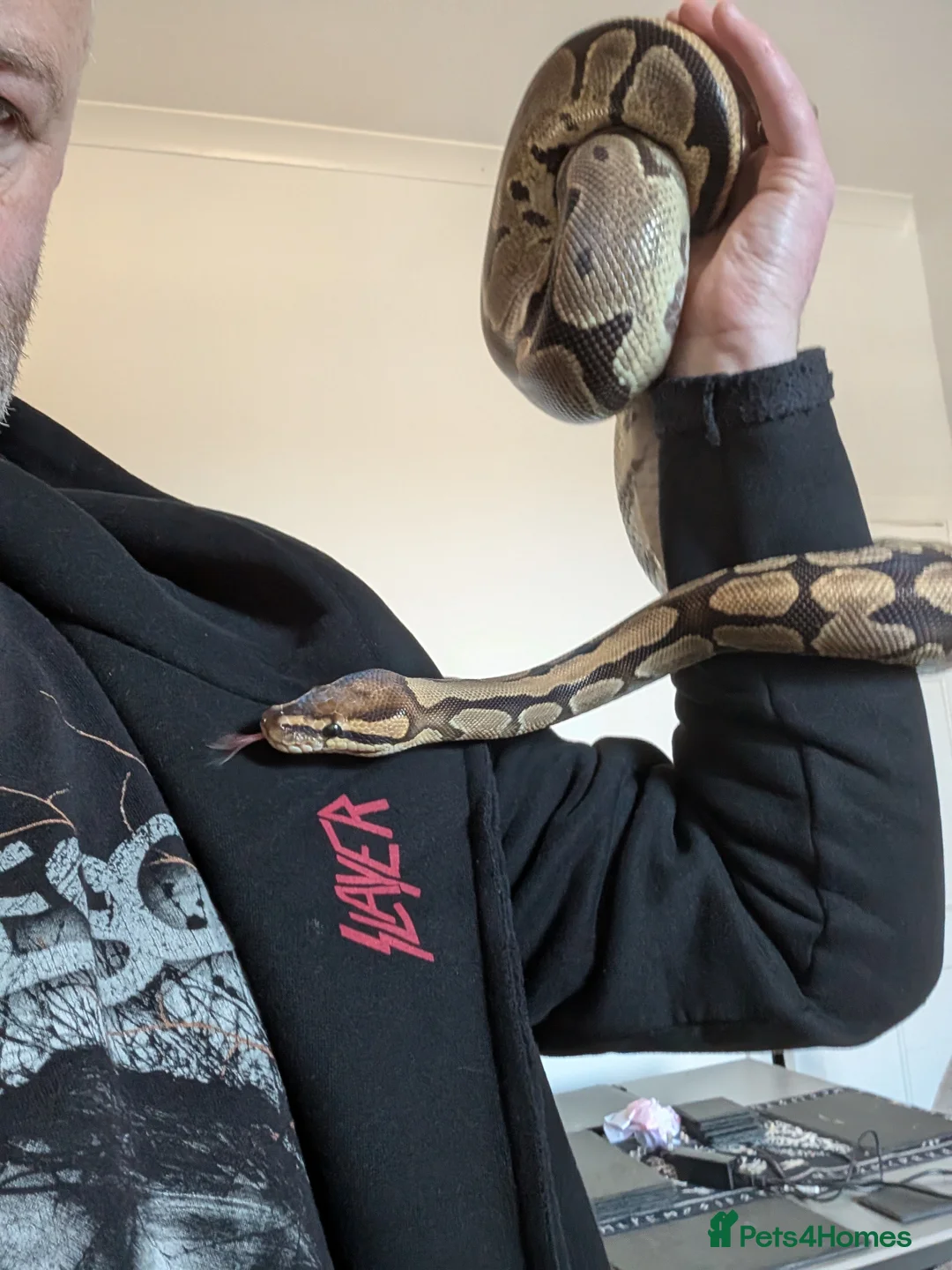 Python Snake reptiles for sale: 1x male, 1 x Female ball python for rehoming  in Colne - Advert 9