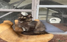 Maine Coon cats for sale: Full pedigree MaineCoon kittens  - Image 7