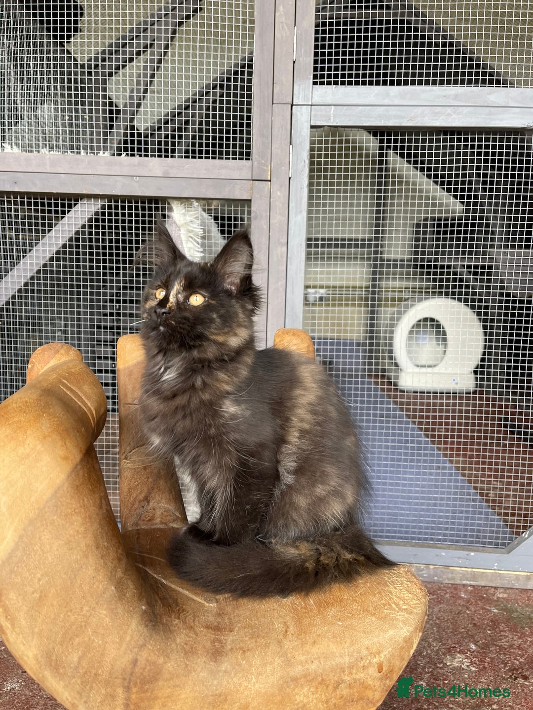 Maine Coon cats for sale: Full pedigree MaineCoon kittens  - Image 7