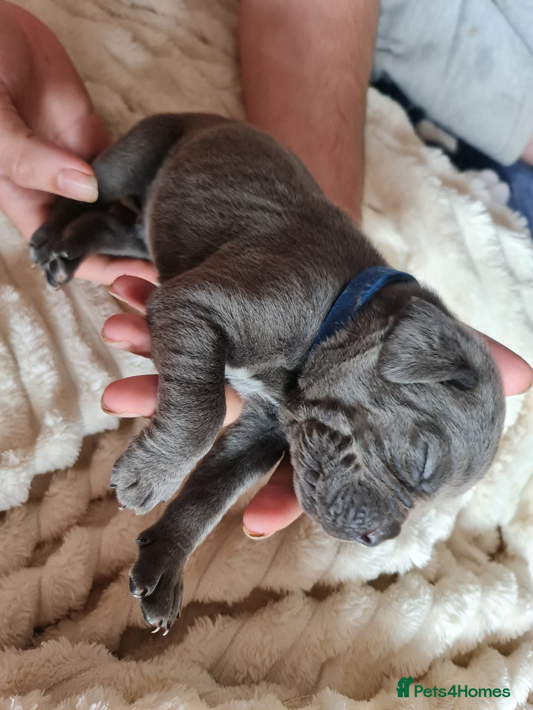 Cane Corso dogs for sale: Cane corso puppies  - Image 26