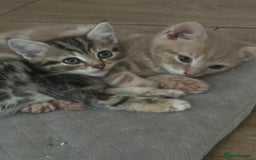 Mixed Breed cats for sale: WELL RAISED KITTYS 4 BEST HOMES ONLY……❤️ - Image 9