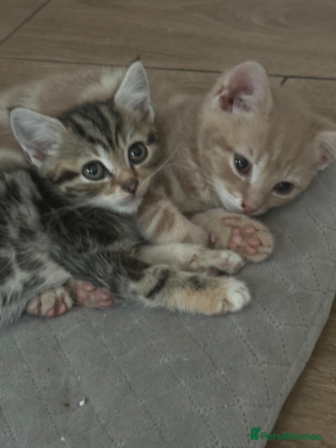 Mixed Breed cats for sale: WELL RAISED KITTYS 4 BEST HOMES ONLY……❤️ - Image 9