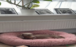 Miniature Dachshund dogs for sale: Loving Home needed for Bleu 💙 - Image 2