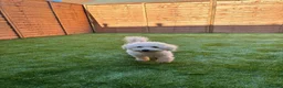 Mixed Breed dogs for sale: Bichon Frise x Chihuahua Puppies – 2 Girls & 1 Boy in Livingston - Advert 16