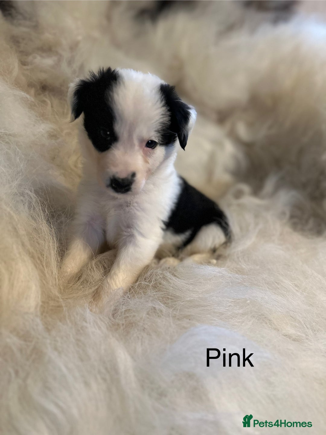Border Collie dogs for sale: Border Collie puppies for sale - Image 7