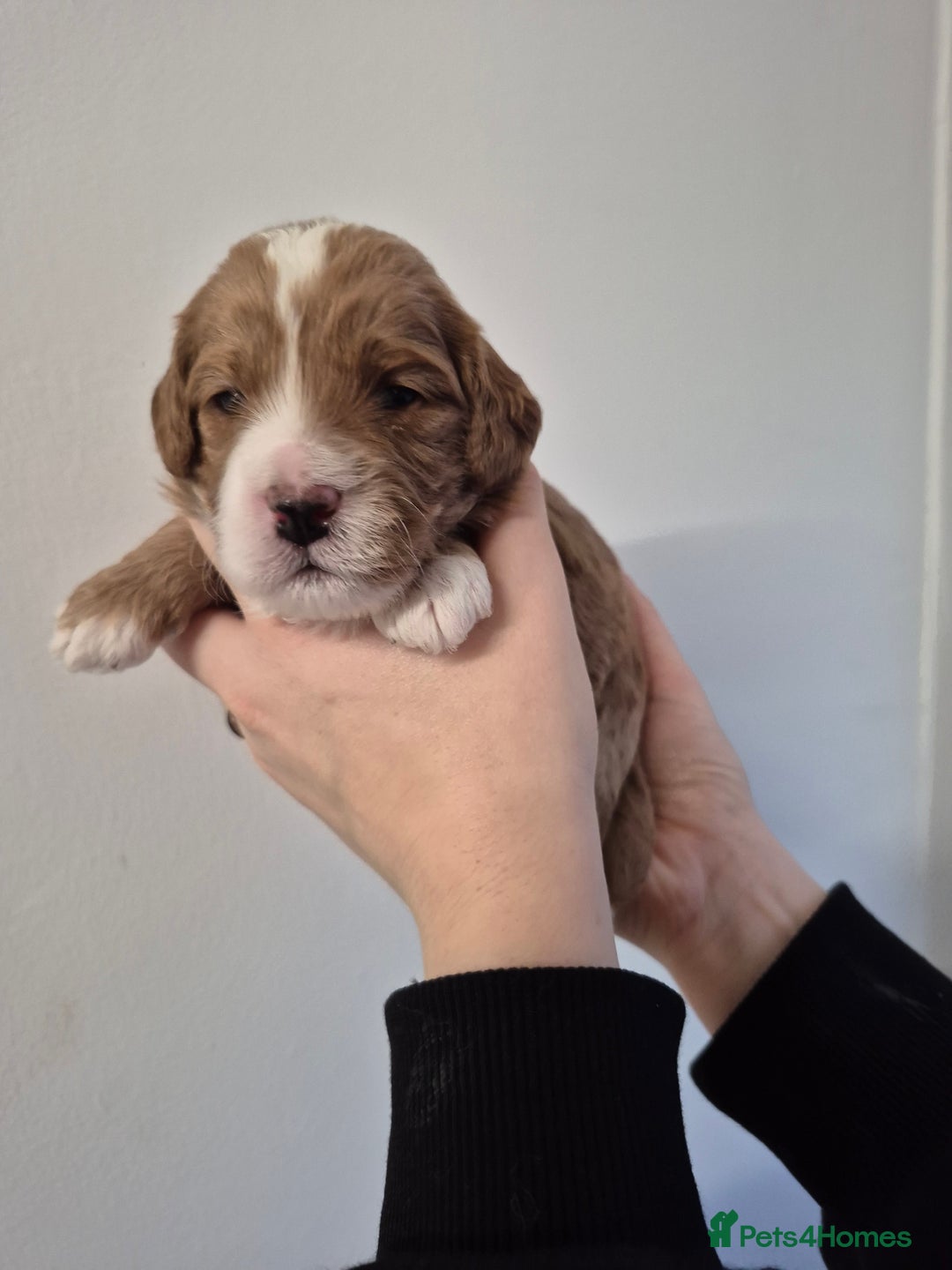 Cockapoo dogs for sale: F1B cockapoo puppies  - Advert 14