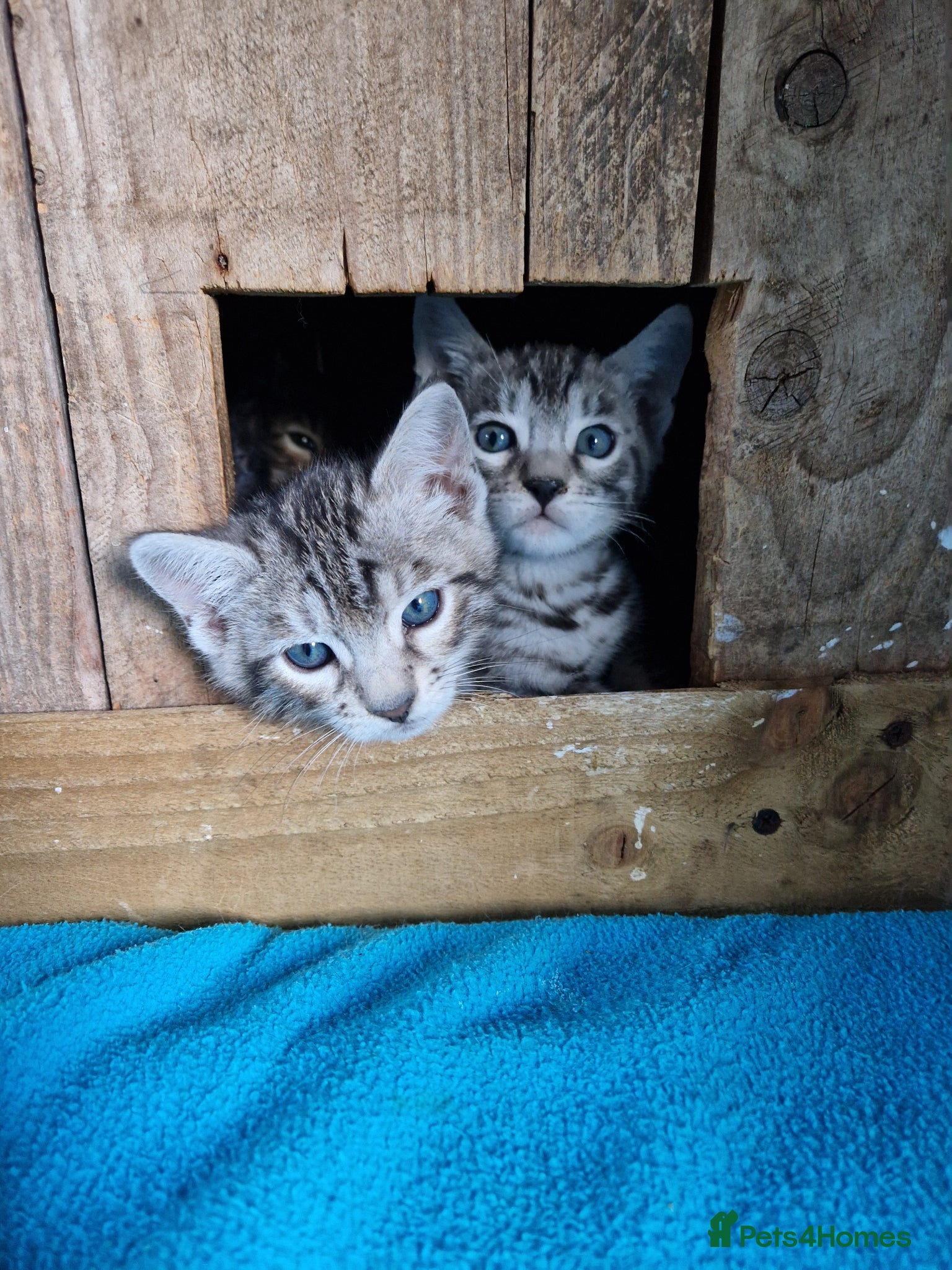Mixed Breed cats for sale: 7/8ths Bengal, 1/8th Siamese kittens  - Advert 18