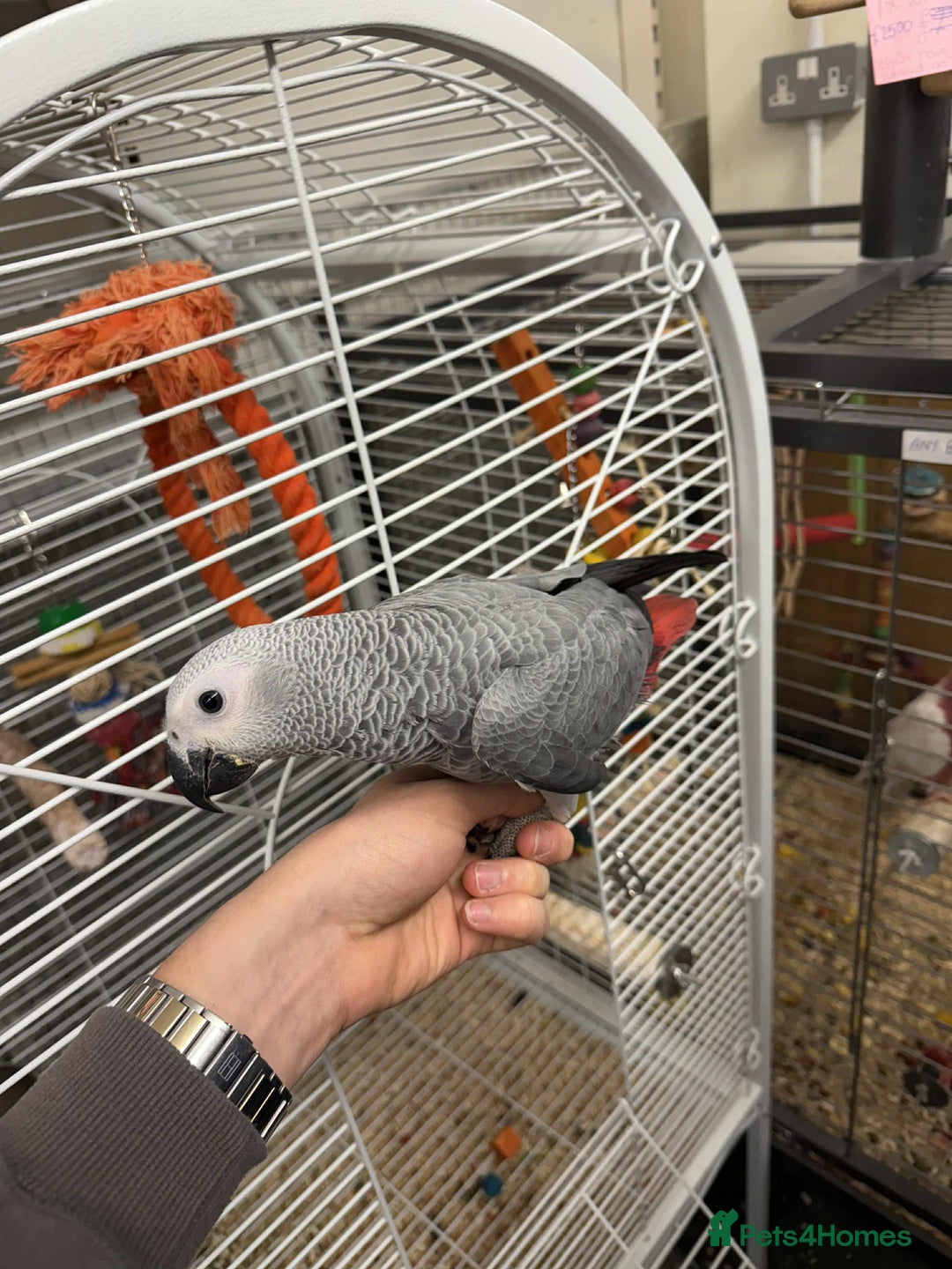 Parrots birds for sale: Silly tame greys - Image 5