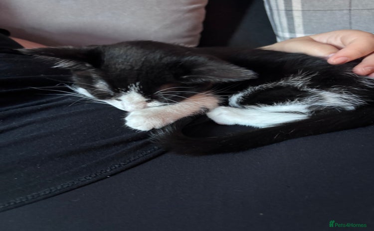 Domestic Shorthair cats - Advert 8