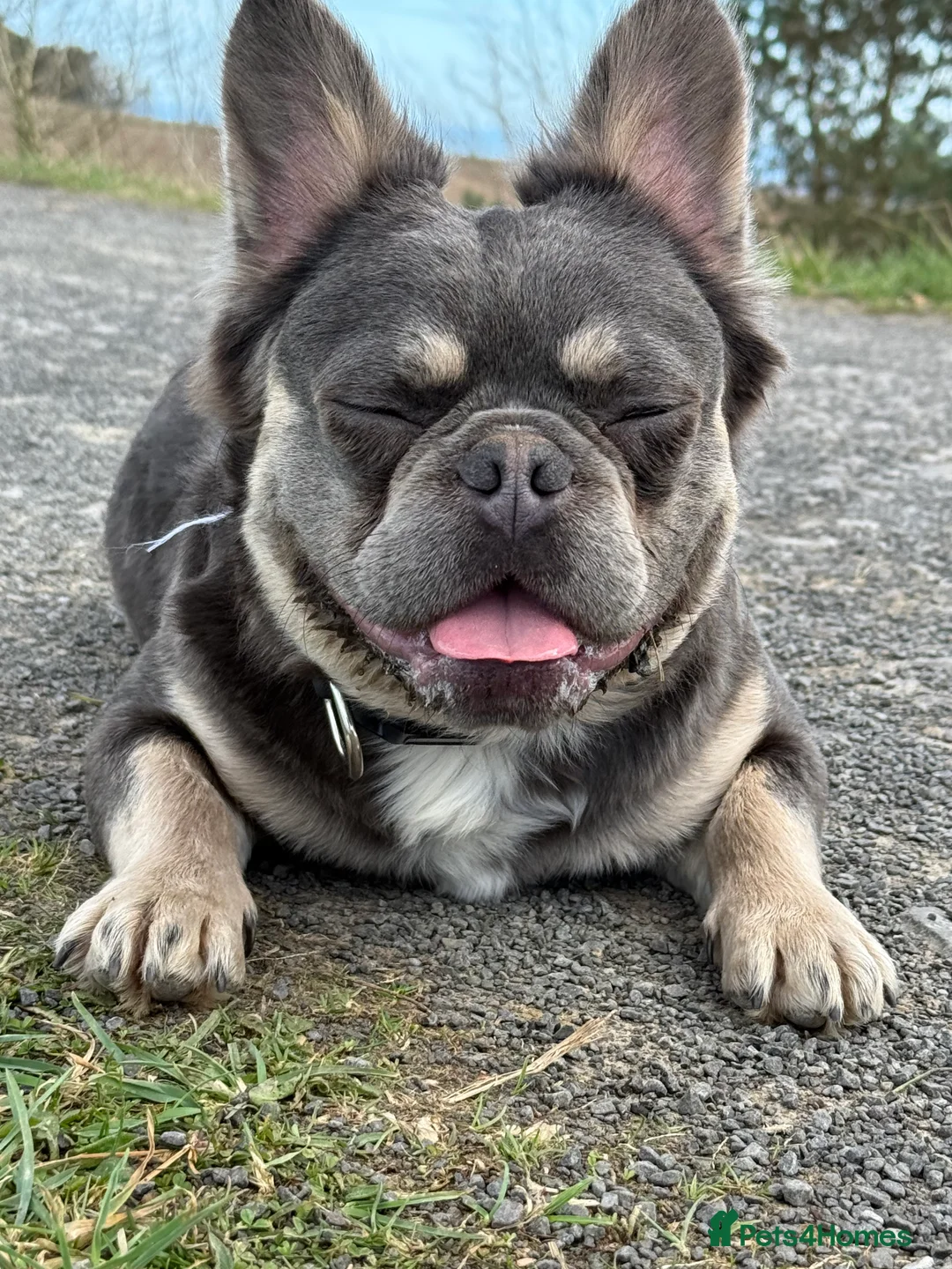 French Bulldog dogs for stud: Lilac and tan carrying cream , fluffy L3 L1 in Dundee - Advert 3