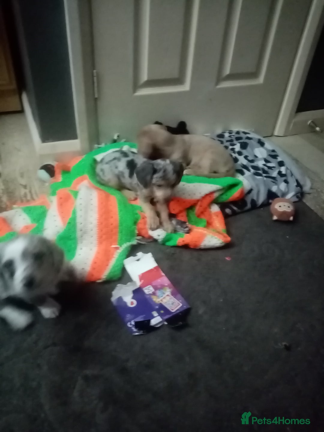 Mixed Breed dogs for sale: Miniature Dashound  - Advert 9