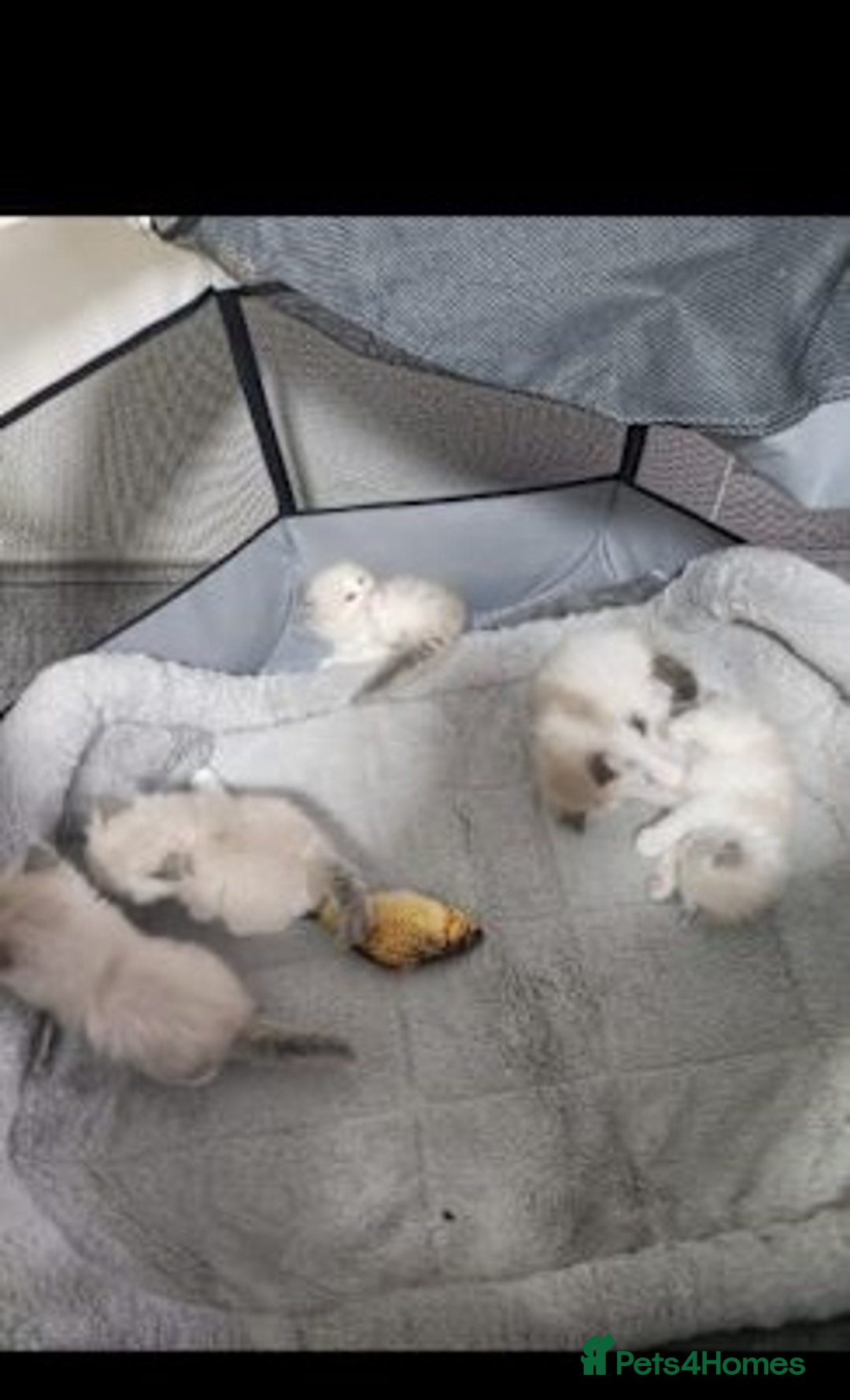Ragdoll cats for sale: exclusive sweet Ragdolls kitties  - Image 2