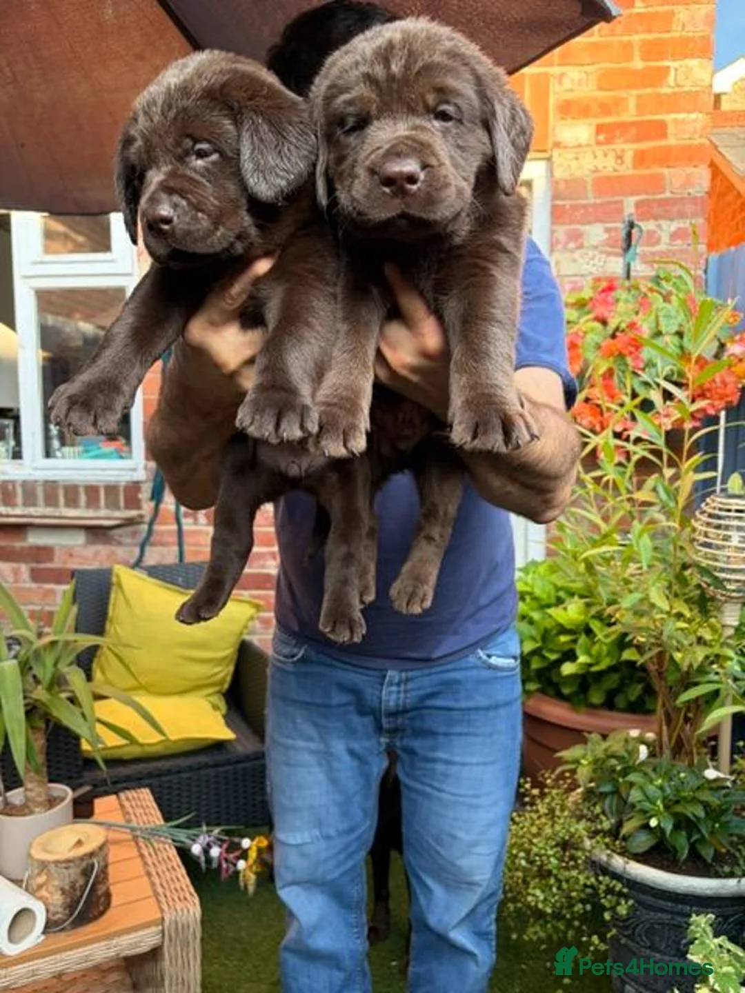 Labrador Retriever dogs for sale: Beautiful chocolate labrador puppies  in Fareham - Advert 5